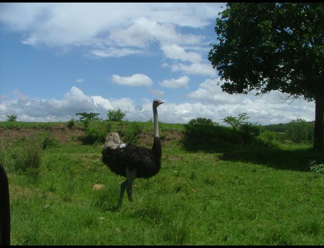 2,000HA FARM FOR SALE IN ESTCOURT RURAL